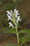 Hairy skullcap